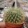 Sulcorebutia swobodae cv. aureispina WK 681