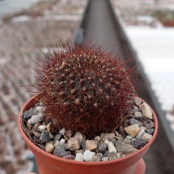 Sulcorebutia swobodae f. brunispina WK 681
