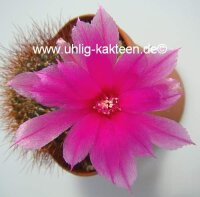 Sulcorebutia swobodae f. brunispina WK 681