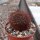 Sulcorebutia swobodae f. brunispina WK 681