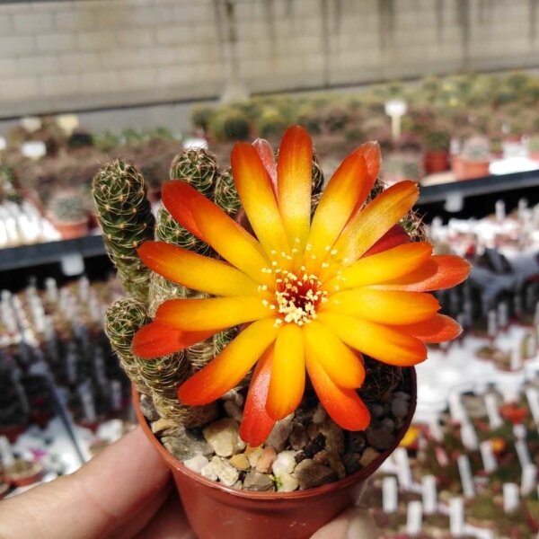 Sulcorebutia tarabucoensis G 058