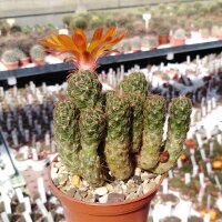 Sulcorebutia tarabucoensis G 058