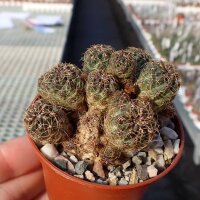 Sulcorebutia tarabucoensis KK 960