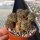 Sulcorebutia tarabucoensis KK 960