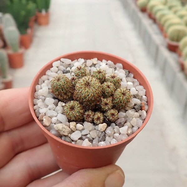 Sulcorebutia tarabucoensis ssp. callecallensis L 389