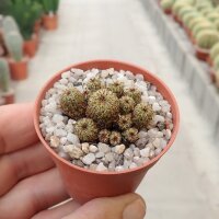 Sulcorebutia tarabucoensis ssp. callecallensis L 389