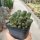 Sulcorebutia tarabucoensis ssp. callecallensis L 389