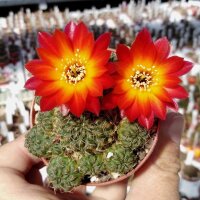 Sulcorebutia tarabucoensis v. HS 125a