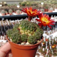 Sulcorebutia tarabucoensis v. HS 125a