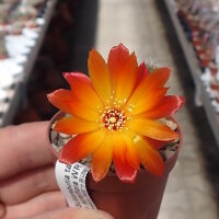 Sulcorebutia tarabucoensis v. aureiflora