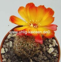 Sulcorebutia tarabucoensis v. aureiflora WR 479
