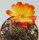 Sulcorebutia tarabucoensis v. aureiflora WR 479