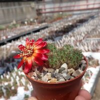 Sulcorebutia tarabucoensis v. callecallensis EM 351