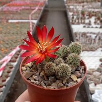 Sulcorebutia tarabucoensis v. callecallensis EM 351