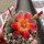 Sulcorebutia tarabucoensis v. callecallensis EM 351