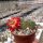 Sulcorebutia tarabucoensis v. callecallensis EM 351