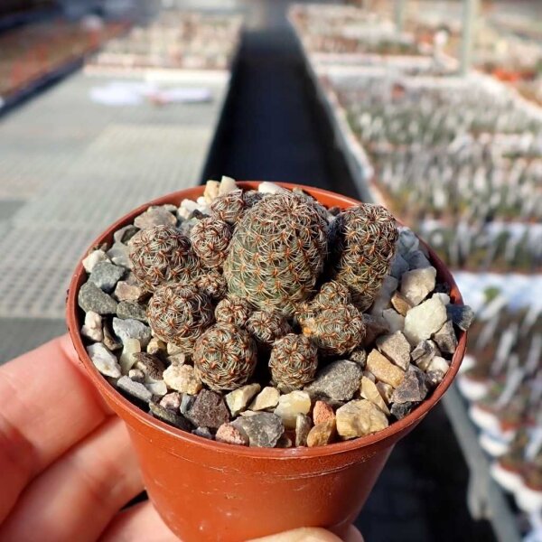 Sulcorebutia taratensis HS 147