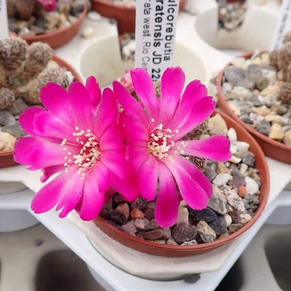 Sulcorebutia taratensis JD 225