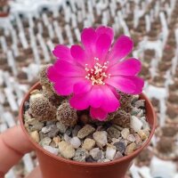 Sulcorebutia taratensis JD 225
