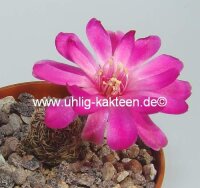 Sulcorebutia taratensis JD 225
