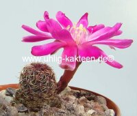 Sulcorebutia taratensis JD 225