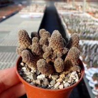Sulcorebutia taratensis JD 225