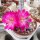Sulcorebutia taratensis JD 225