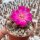 Sulcorebutia taratensis JD 225