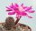 Sulcorebutia taratensis JD 225