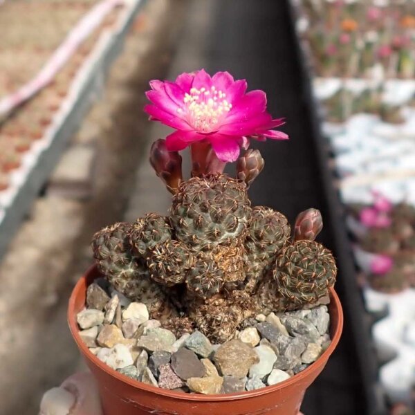 Sulcorebutia taratensis RV: Klon 3