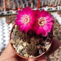 Sulcorebutia taratensis RV: Klon 3