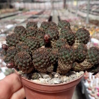 Sulcorebutia taratensis RV: Klon 3