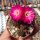 Sulcorebutia taratensis RV: Klon 3
