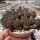 Sulcorebutia taratensis RV: Klon 3