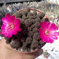 Sulcorebutia taratensis RV: Klon 4
