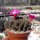Sulcorebutia taratensis RV: Klon 4
