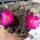 Sulcorebutia taratensis RV: Klon 4