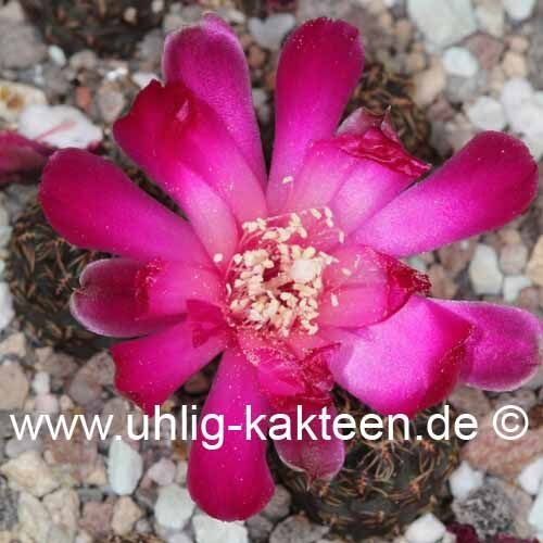 Sulcorebutia taratensis RV: Klon 7