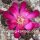 Sulcorebutia taratensis RV: Klon 7