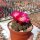 Sulcorebutia taratensis f. HS 105a