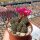 Sulcorebutia taratensis f. HS 105a