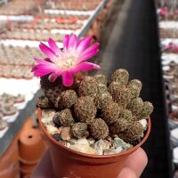 Sulcorebutia taratensis f. minima Klon 1 WR 196