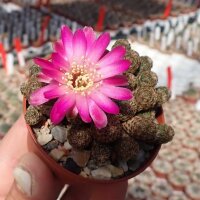 Sulcorebutia taratensis f. minima Klon 1 WR 196