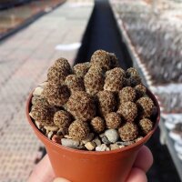 Sulcorebutia taratensis f. minima Klon 1 WR 196
