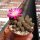 Sulcorebutia taratensis f. minima Klon 1 WR 196