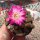 Sulcorebutia taratensis f. minima Klon 1 WR 196