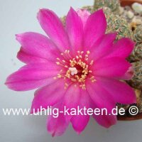 Sulcorebutia taratensis f. minima WR 196