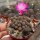 Sulcorebutia taratensis f. minima WR 196