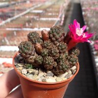 Sulcorebutia taratensis f. minima Klon 4 cv. Nigra WR 196