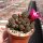Sulcorebutia taratensis f. minima Klon 4 cv. Nigra WR 196